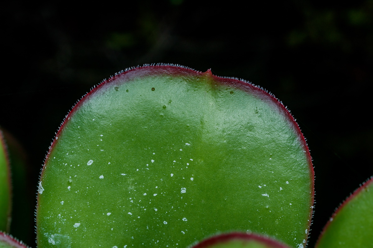  MG 1728 Aeonium urbicum subsp. meridionale
