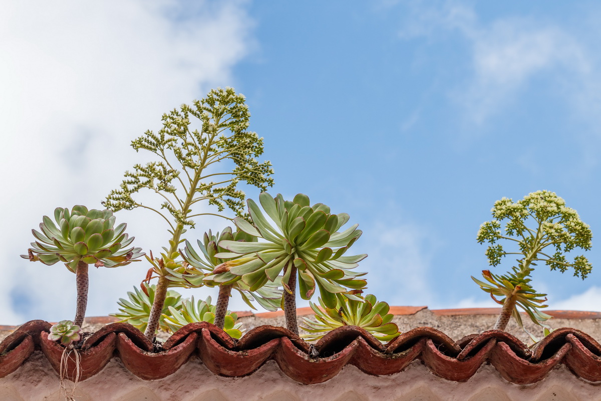 Aeonium urbicum Bejeque puntero de Tenerife01