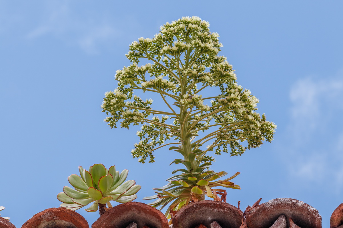 Aeonium urbicum var. meridionale Bejeque puntero de Tenerife03