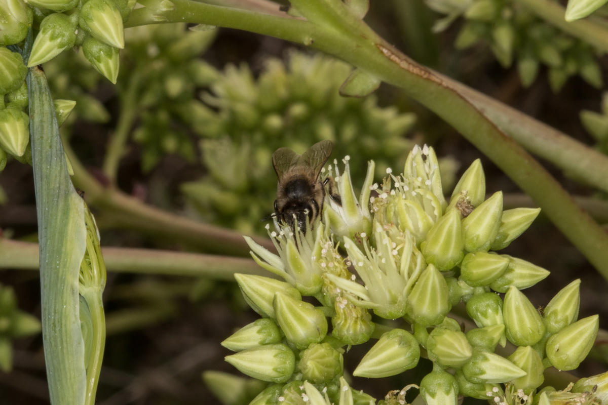 Aeonium urbicum var. meridionale Bejeque puntero de Tenerife05