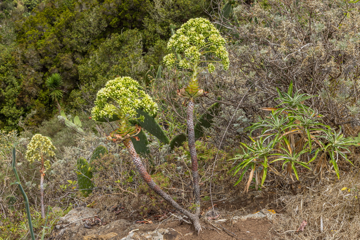 IMG 7348 Aeonium urbicum subsp. urbicum (bejeque puntero de Tenerife)