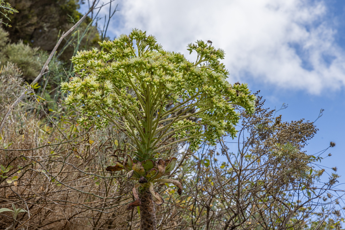 IMG 7351 Aeonium urbicum subsp. urbicum (bejeque puntero de Tenerife)