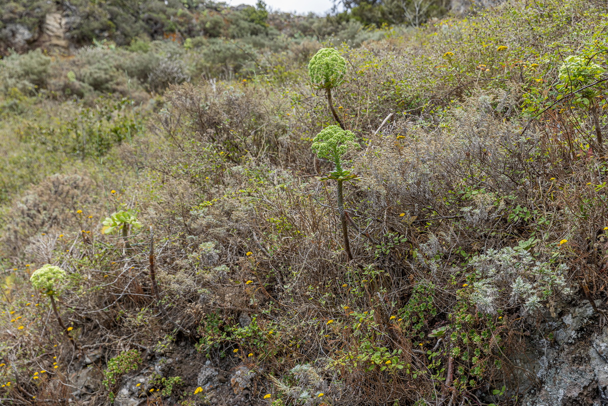 IMG 7358 Aeonium urbicum subsp. urbicum (bejeque puntero de Tenerife)