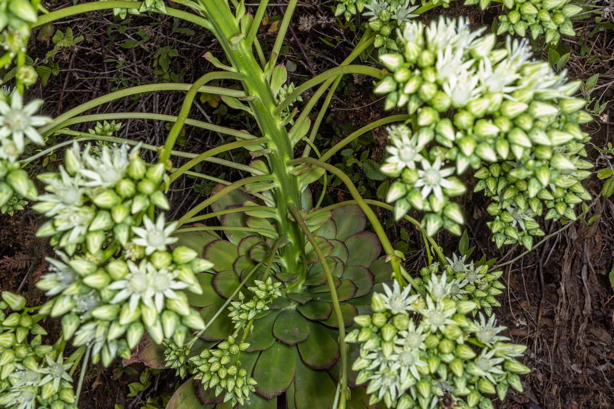 IMG 7377 Aeonium urbicum subsp. urbicum (bejeque puntero de Tenerife)