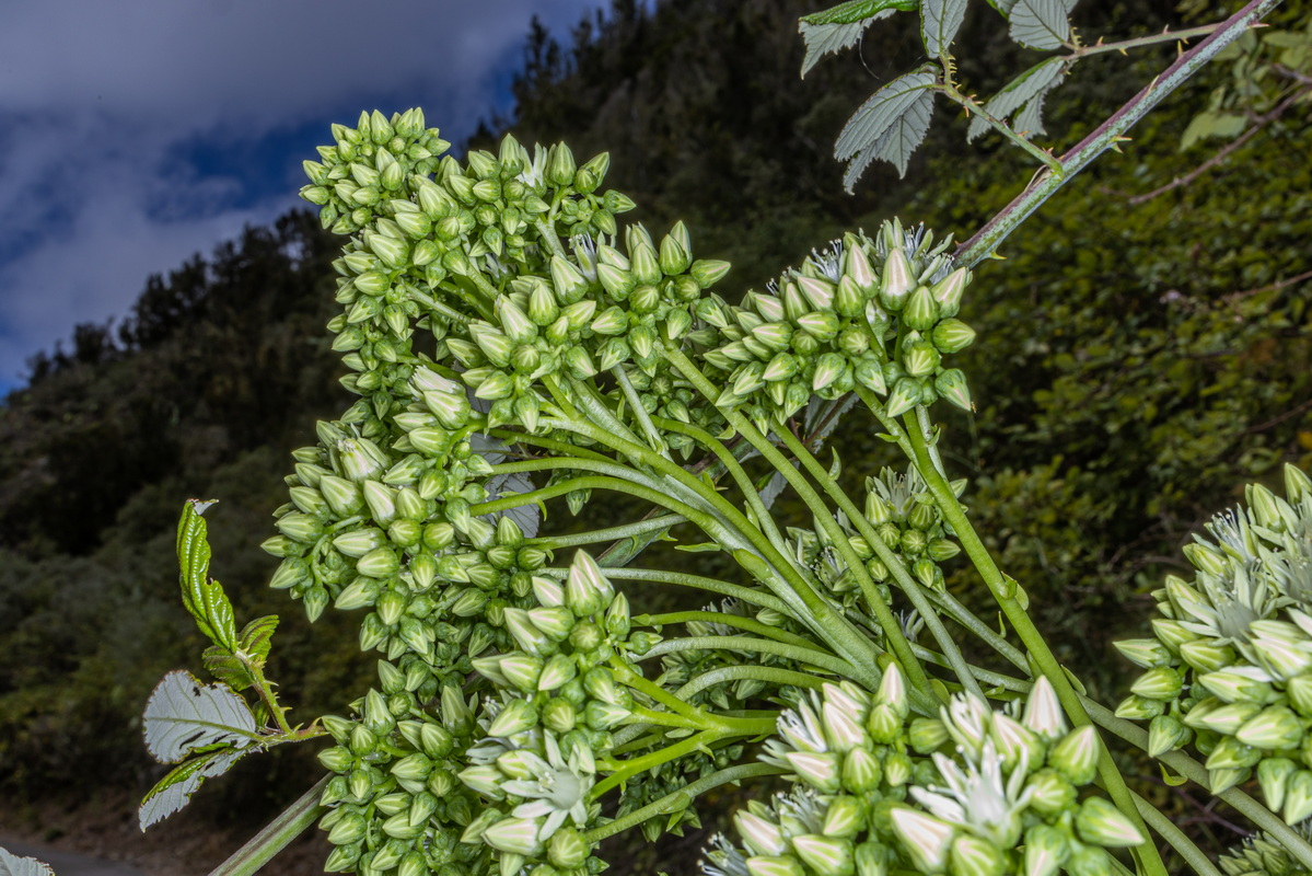 IMG 7381 Aeonium urbicum subsp. urbicum (bejeque puntero de Tenerife)