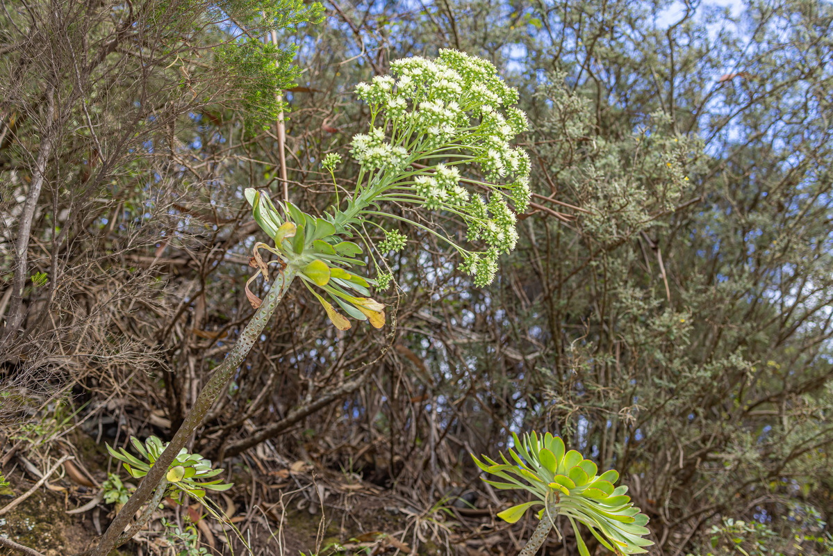 IMG 7484 Aeonium urbicum subsp. urbicum (bejeque puntero de Tenerife)