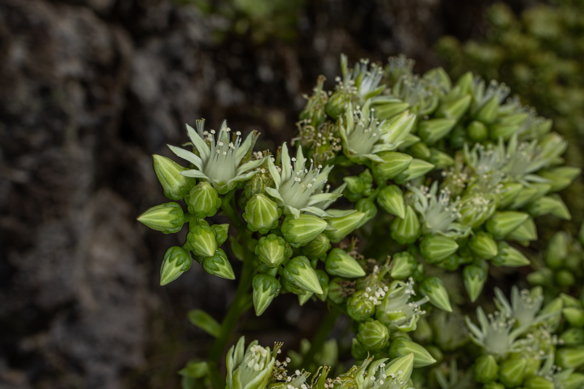 IMG 7487 Aeonium urbicum subsp. urbicum (bejeque puntero de Tenerife)