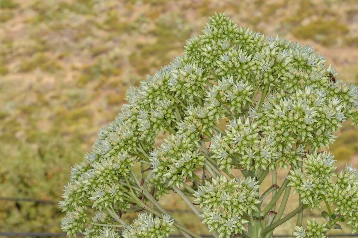  MG 1624 Aeonium urbicum subsp. urbicum (bejeque puntero de Tenerife)