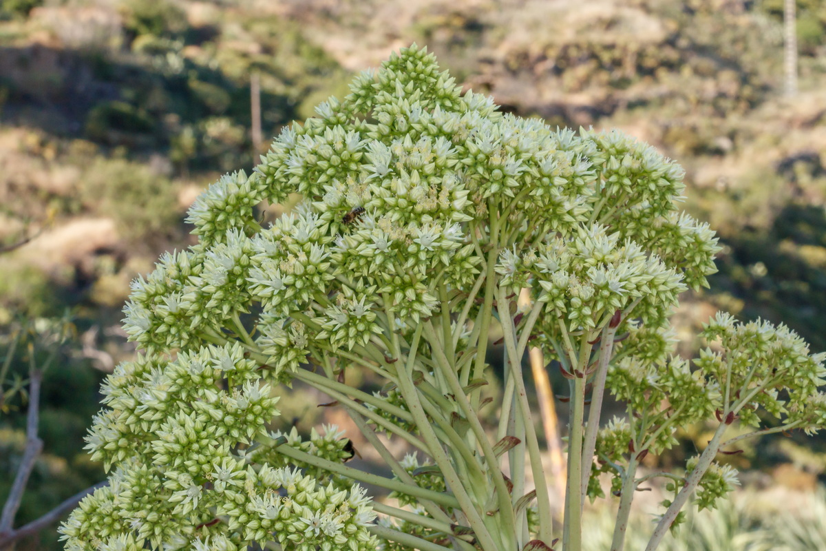  MG 1625 Aeonium urbicum subsp. urbicum (bejeque puntero de Tenerife)