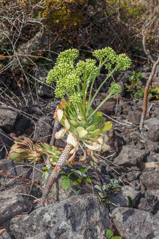  MG 3698 Aeonium urbicum bejeque puntero de Tenerife