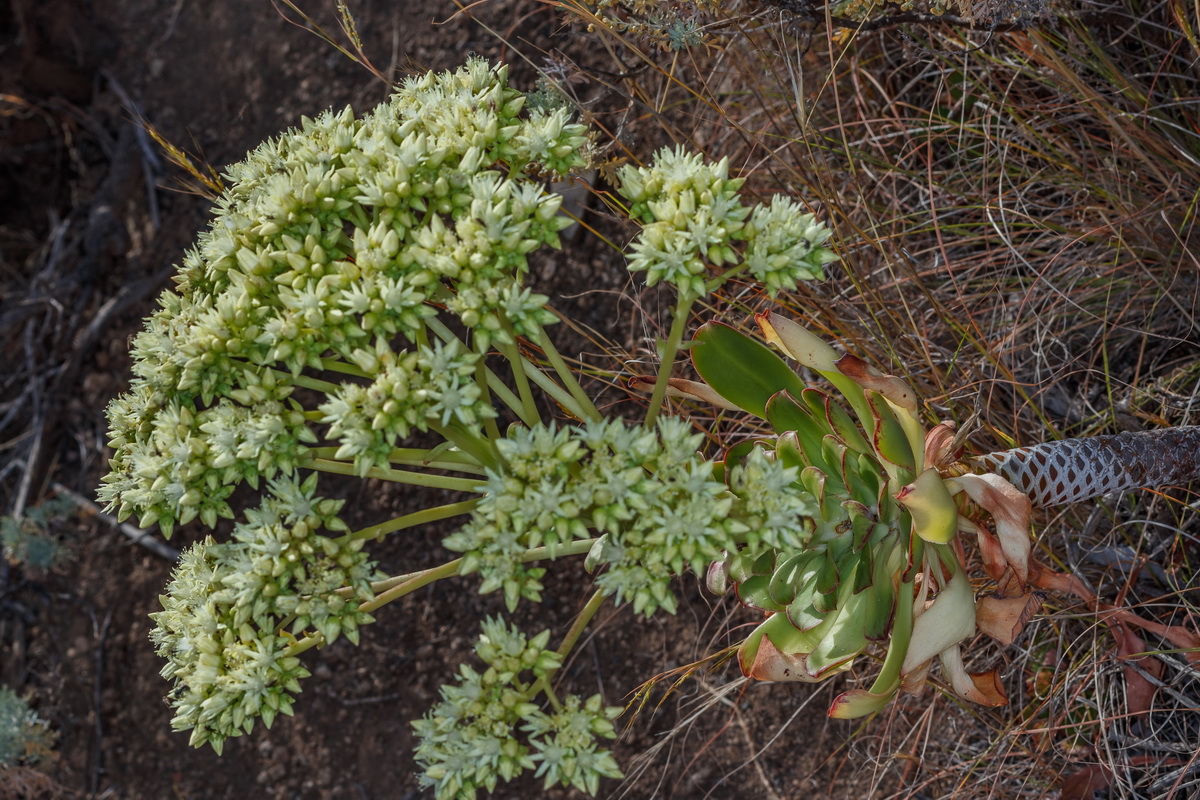  MG 3701  Aeonium urbicum bejeque puntero de Tenerife