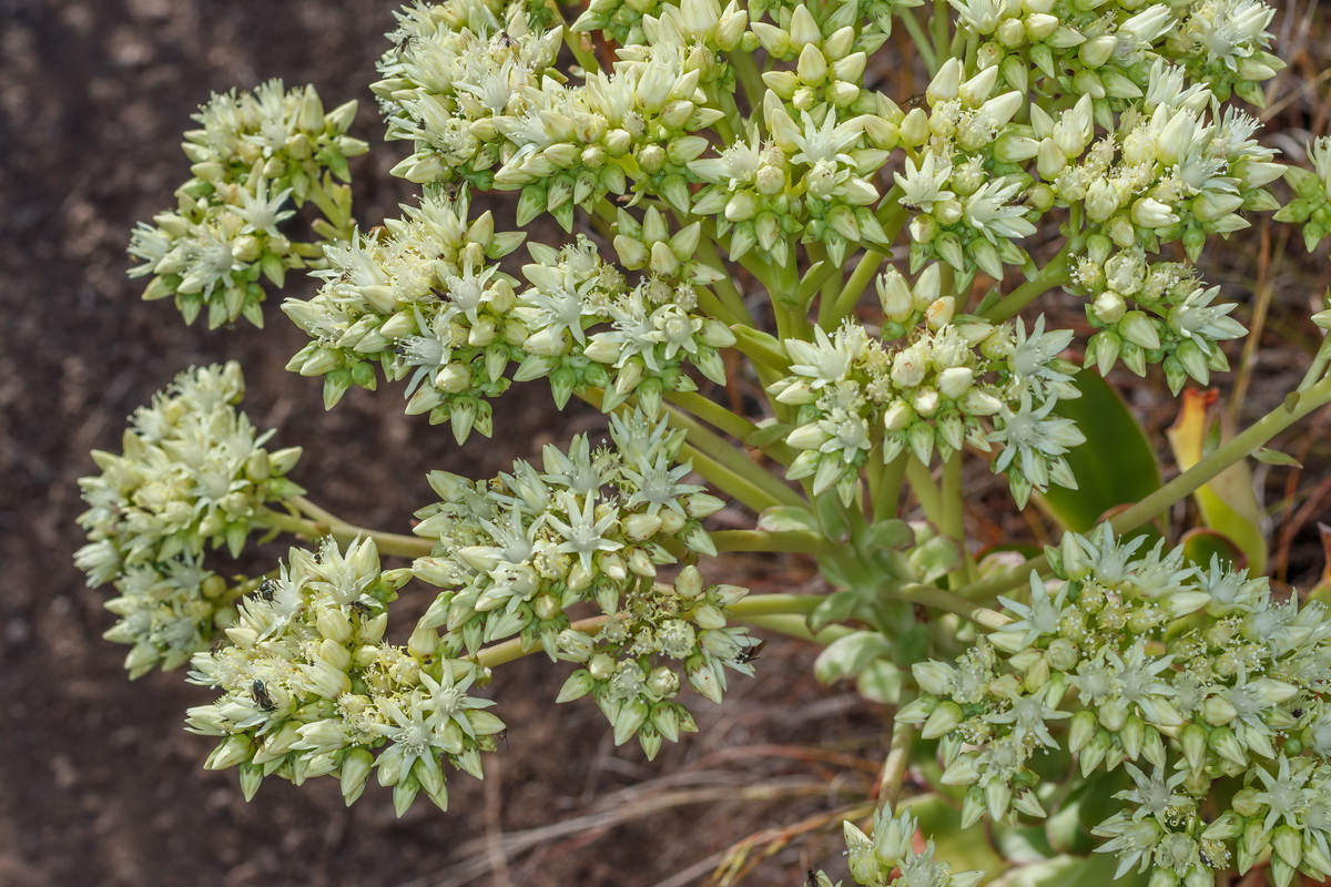  MG 3702  Aeonium urbicum bejeque puntero de Tenerife