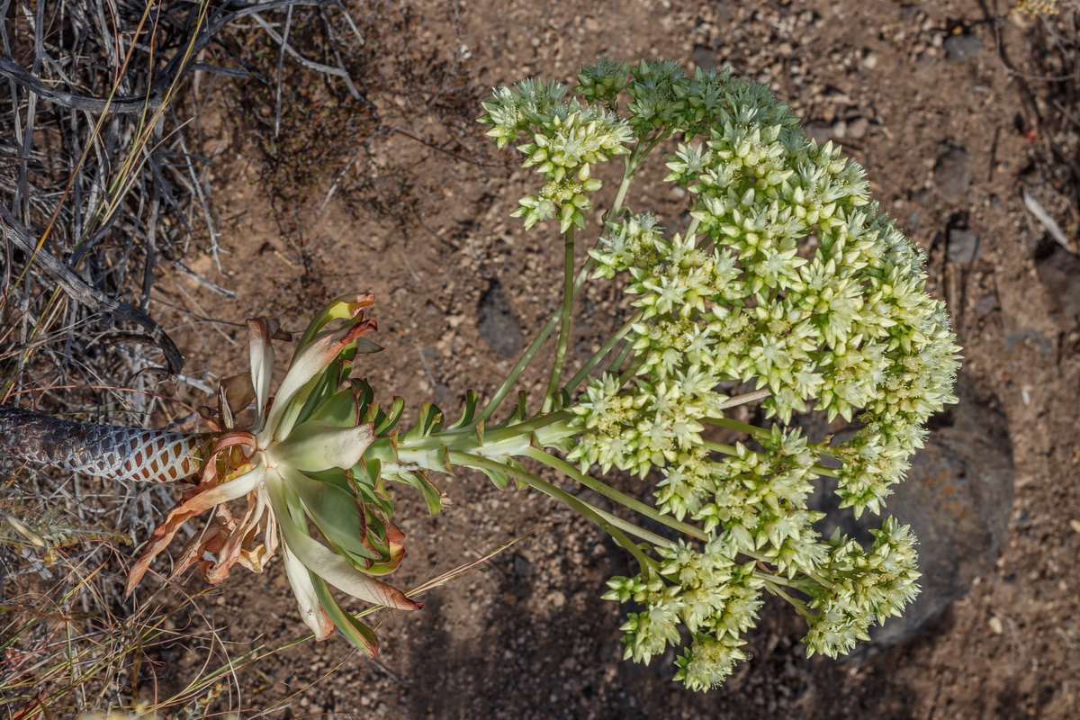  MG 3706  Aeonium urbicum bejeque puntero de Tenerife