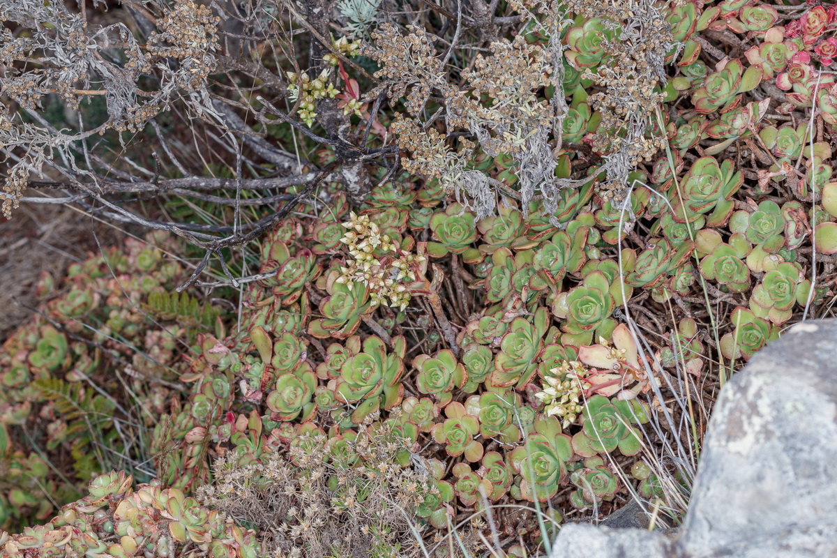  MG 9795 Aeonium volkerii subsp. paucifolium Bejeque de Anaga