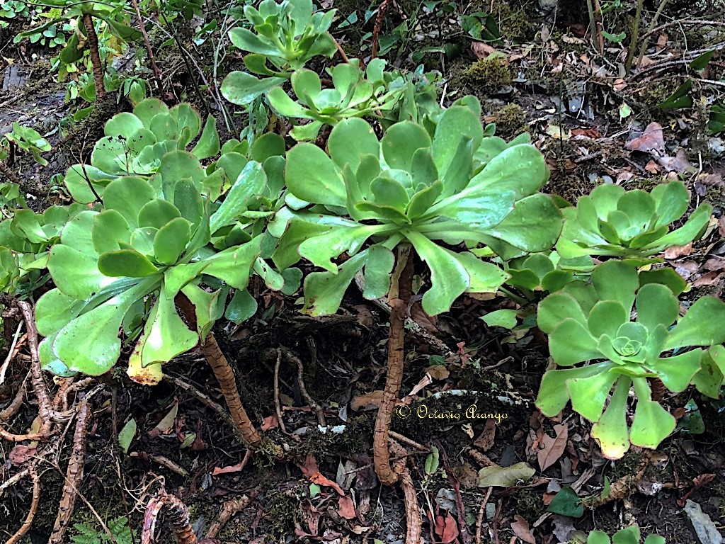 Aeonium x acebesii 2