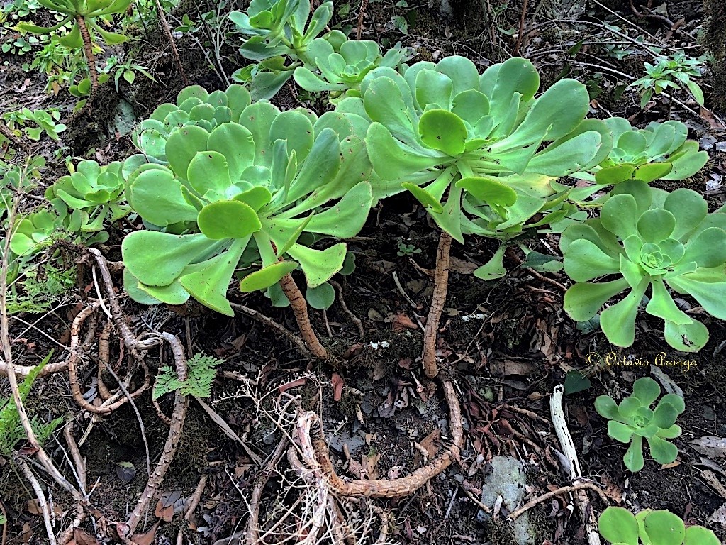 Aeonium x acebesii 3