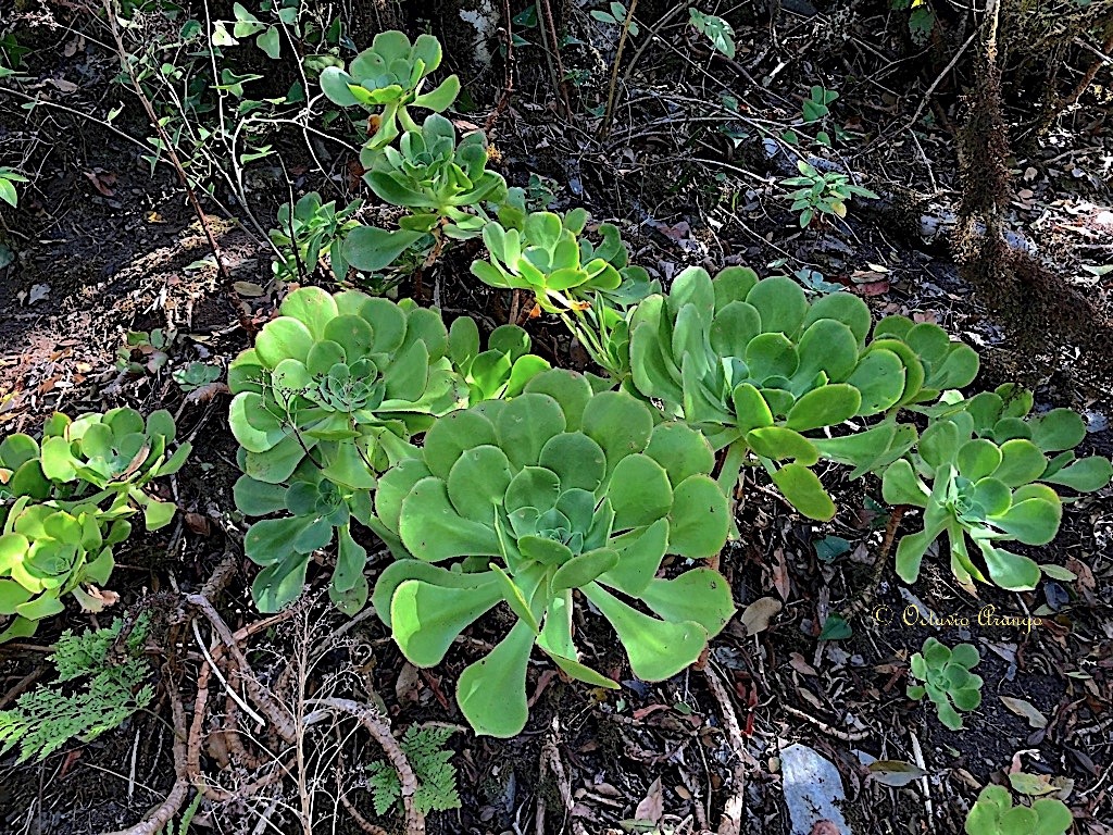 Aeonium x acebesii 4