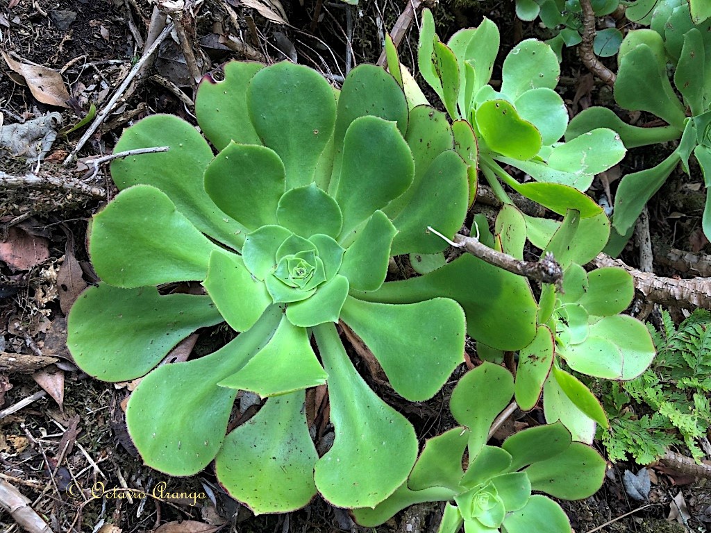 Aeonium x acebesii 5