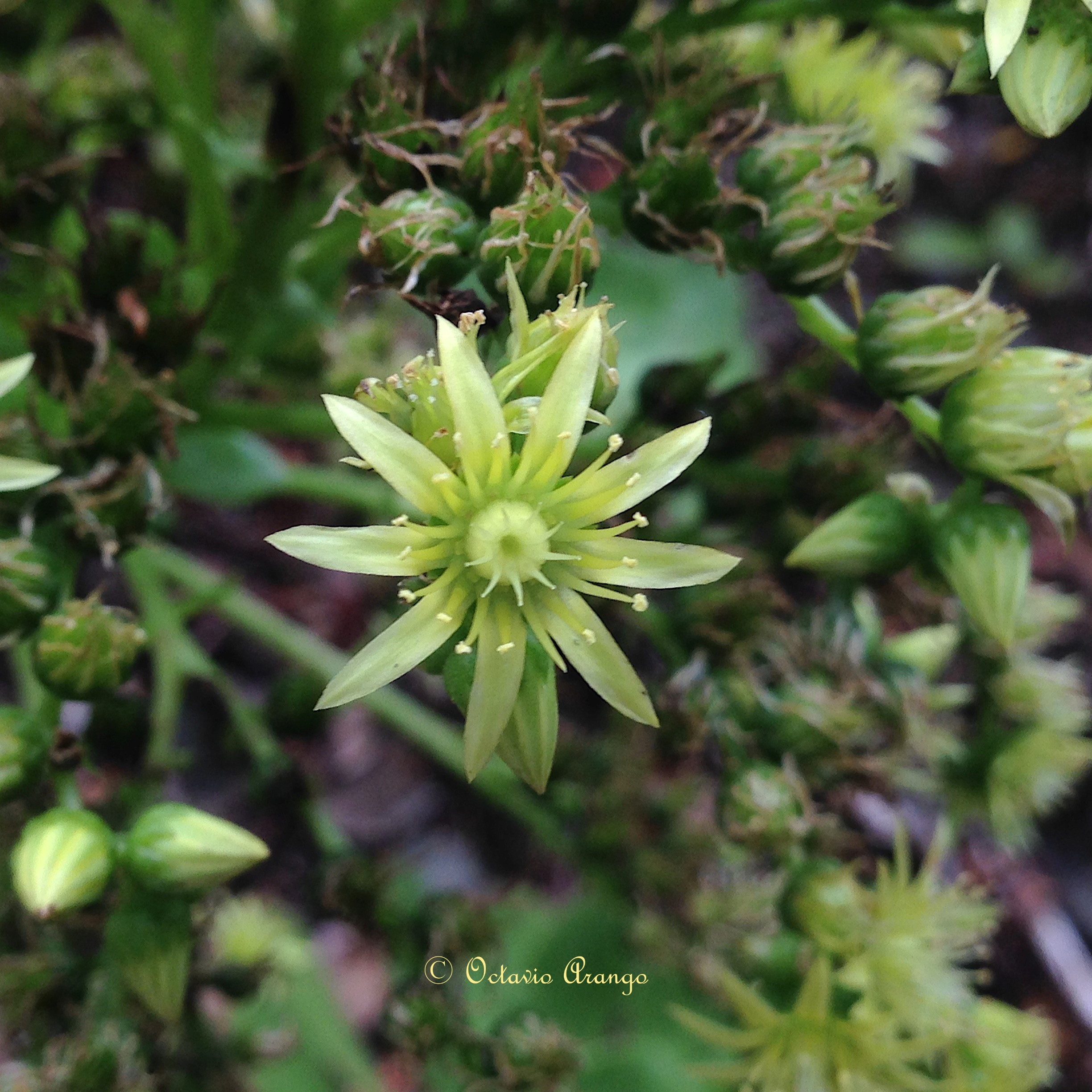 Aeonium x acebesii 8