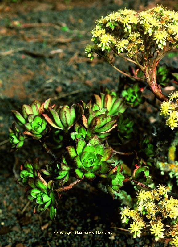 Aeonium pseudurbicum x sedifolium. AEONIUM X BURCHARDII