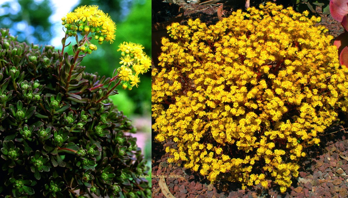 Aeonium sedifolium x spathulatum. AEONIUM X LOARTEI =  AEONIUM X CASANOVENSE 1