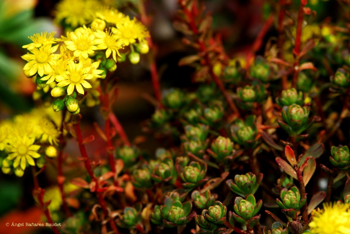 Aeonium sedifolium x spathulatum. AEONIUM X LOARTEI= AEONIUM X CASANOVENSE 2