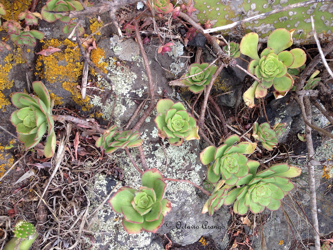 Aeonium x condei 1