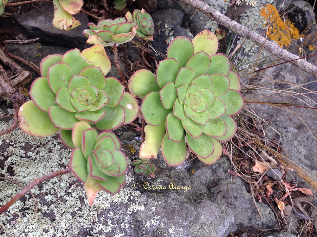 Aeonium x condei 2