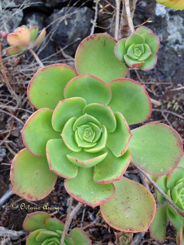 Aeonium x condei 3