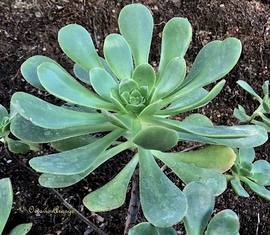 Aeonium x condei 5