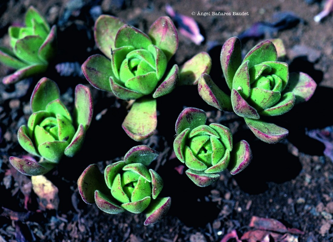 AEONIUM X NOGALESII Bañares nothossp. DASYPHYLLUM  1 Watermarked