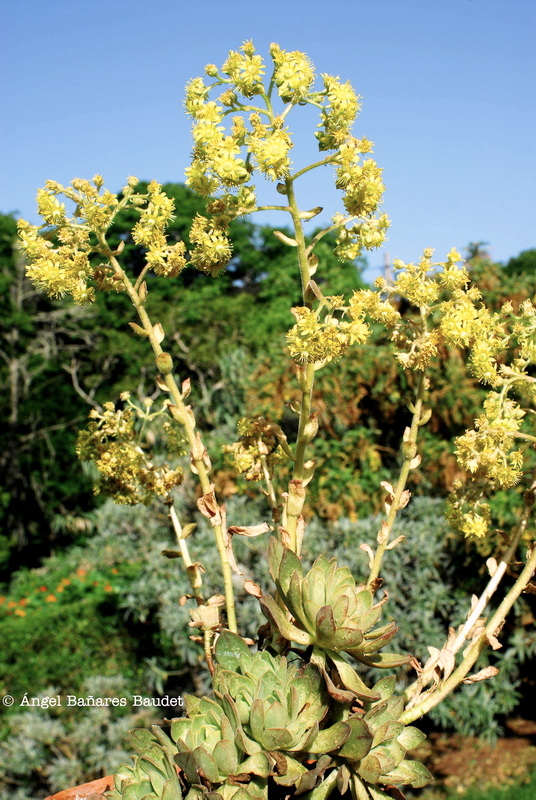 Aeonium x nogalesii nothossp. dasyphyllum 2