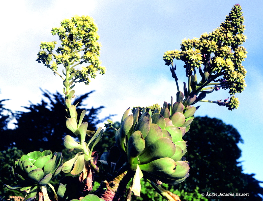 Aeonium x orbelindense 1