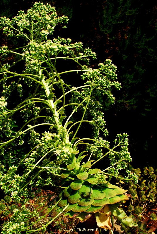 Aeonium tabuliforme x urbicum ssp. urbicum. AEONIUM X TABULICUM1