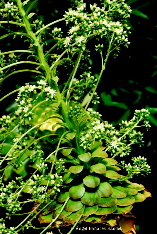 Aeonium tabuliforme x urbicum ssp. urbicum. AEONIUM X TABULICUM2