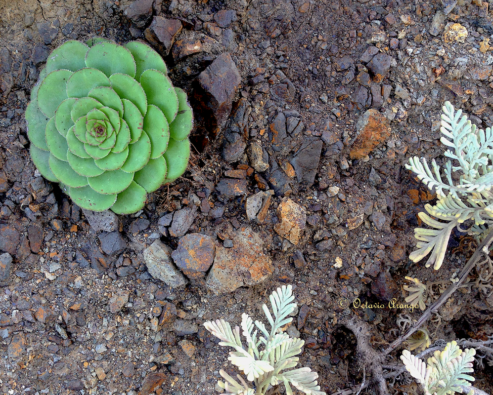 Aeonium x tagananense 1