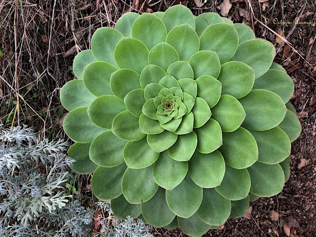 Aeonium x tagananense 2