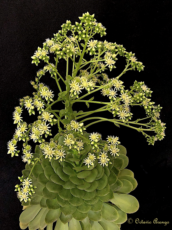 Aeonium x tagananense 3