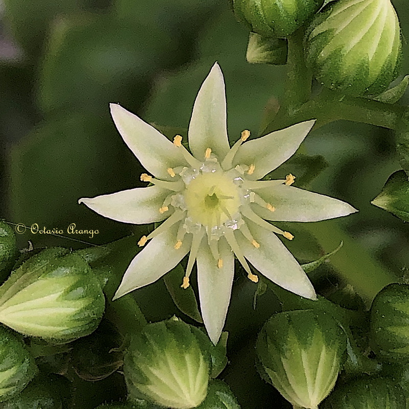 Aeonium x tagananense 4