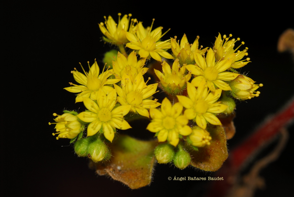 6870 Aichryson laxum subsp. latipetalum