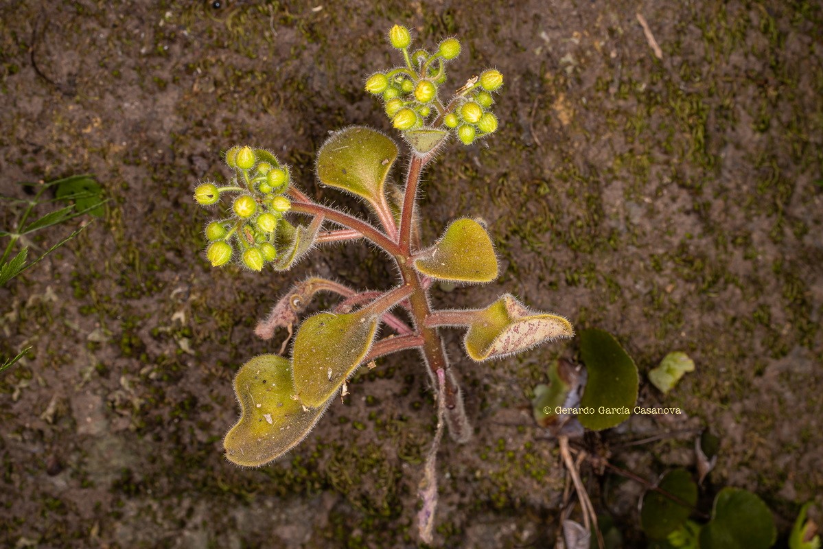IMG 8629 Aichryson laxum subsp. latipetalum (gongarillo canario)