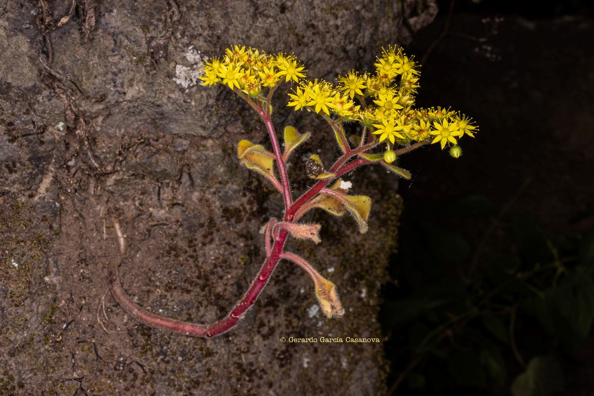 IMG 8630 Aichryson laxum subsp. latipetalum (gongarillo canario)