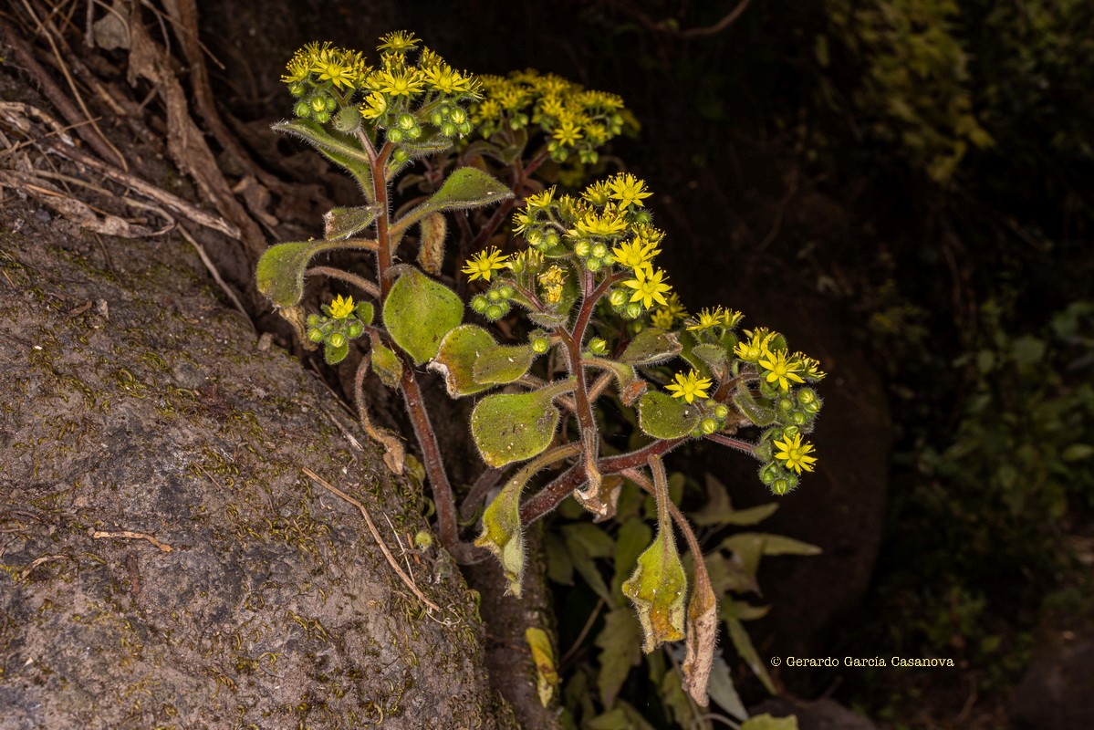 IMG 8636 Aichryson laxum subsp. latipetalum (gongarillo canario)