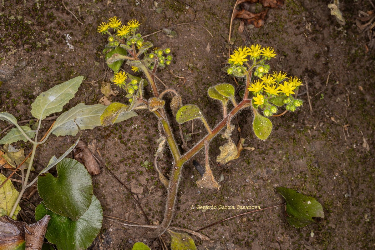 IMG 8638 Aichryson laxum subsp. latipetalum (gongarillo canario)