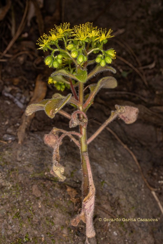 IMG 8640 Aichryson laxum subsp. latipetalum (gongarillo canario)