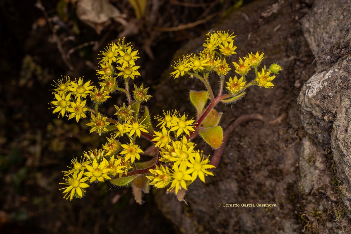 IMG 8644 Aichryson laxum subsp. latipetalum (gongarillo canario)