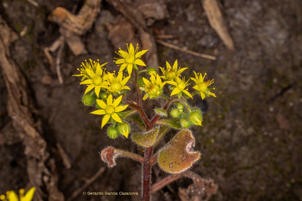 IMG 8646 Aichryson laxum subsp. latipetalum (gongarillo canario)