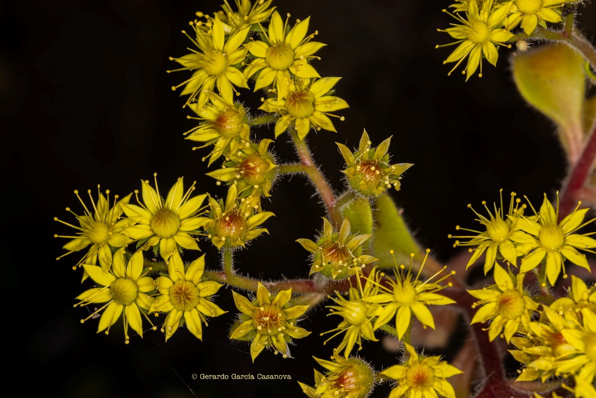 IMG 8659 Aichryson laxum subsp. latipetalum (gongarillo canario)