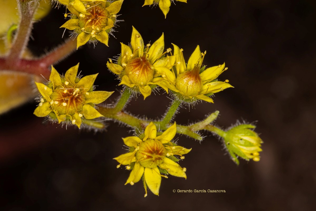 IMG 8660 Aichryson laxum subsp. latipetalum (gongarillo canario)