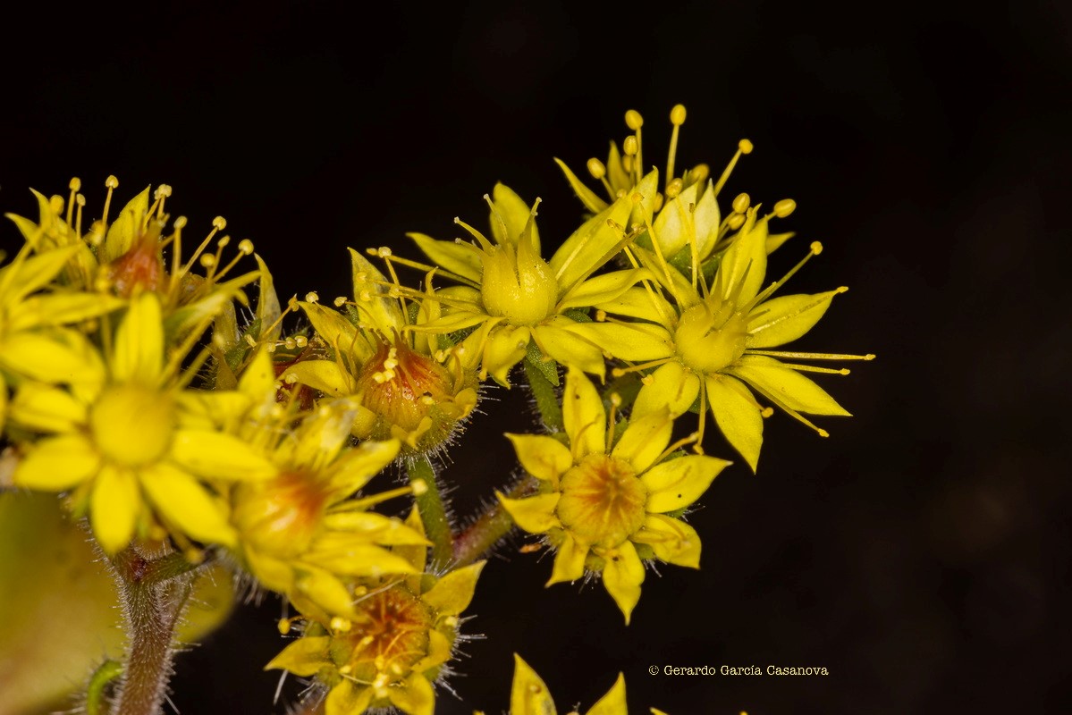 IMG 8661 Aichryson laxum subsp. latipetalum (gongarillo canario)